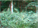 a_egr_forest_6